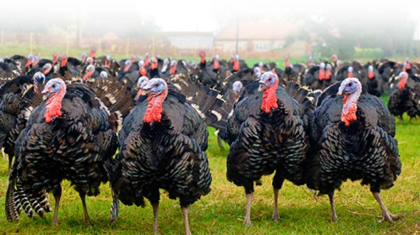 turkeys-marching-fade-2.jpg